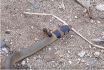 ���̰� ���縦 ����? ���� ���ڴ�...