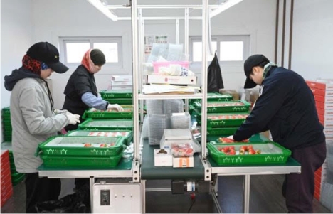 홍성 딸기, 1월 33만9000달러 수출…충남 1위·전국 5위